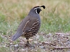 J17_4046 California Quail